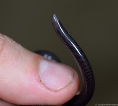 Afrotyphlops fornasinii