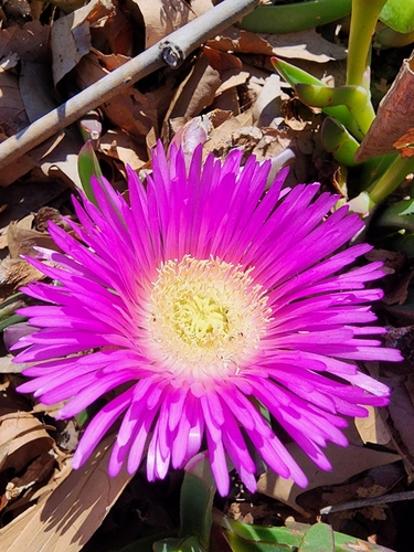 Carpobrotus aequilaterus, 2025-09-09