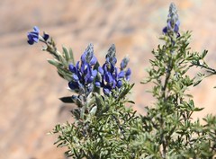 Lupinus altimontanus