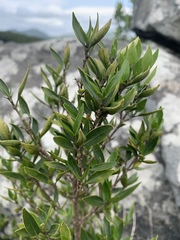 Tricalysia capensis galpinii