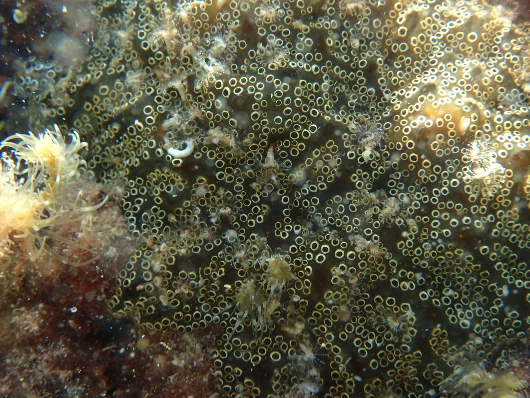 Distaplia bermudensis Van Name, 1902