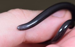 Afrotyphlops fornasinii