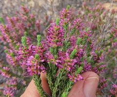 Erica inaequalis