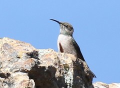 Oreotrochilus estella