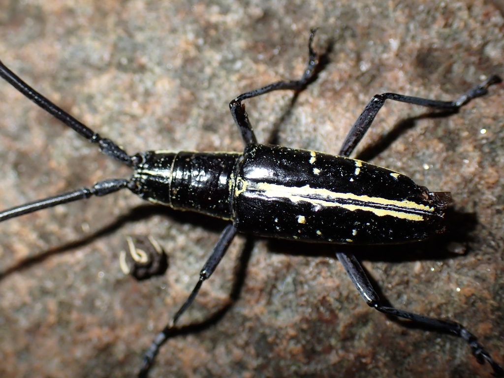 Ptychodes bifasciatus