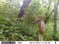 Odocoileus virginianus sinaloae