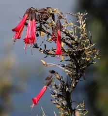 Cantua buxifolia
