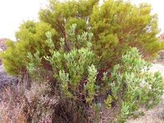 Leucadendron loranthifolium
