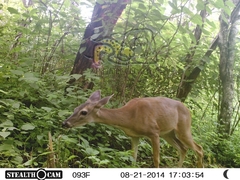 Odocoileus virginianus sinaloae
