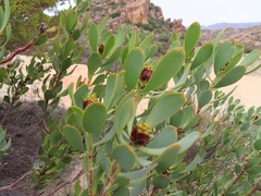 Leucadendron loranthifolium