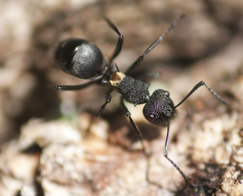 Polyrhachis machaonPolyrhachis machaon