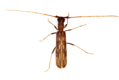 Trichopsathyrus modestus