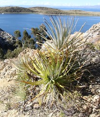 Puya mollis