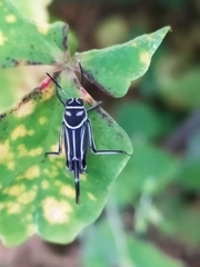 Orthoptera