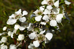 Castiarina decemmaculata