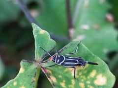 Orthoptera