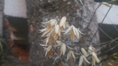 Barkeria obovata