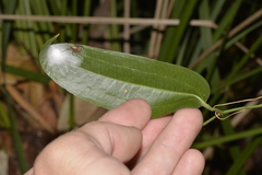 Oxyopes elegans