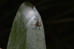 Oxyopes elegans