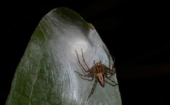 Oxyopes elegans