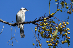 Pycnonotus sinensis