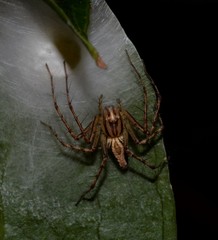 Oxyopes elegans