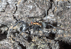Polyrhachis ornata