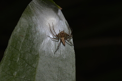 Oxyopes elegans