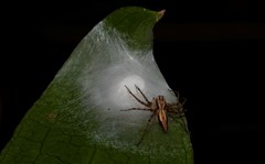 Oxyopes elegans
