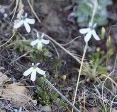 Lobelia nana