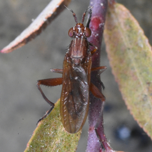 Sepedon pacifica