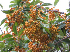 Pittosporum ferrugineum