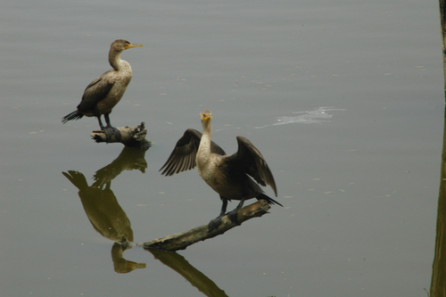 iNaturalist observation photo of Double-crested Cormorant