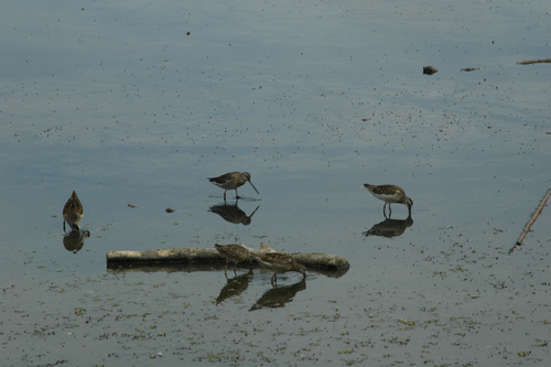 iNaturalist observation photo of Long-billed Dowitcher