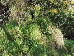 Faujasia salicifolia