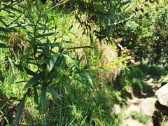 Faujasia salicifolia