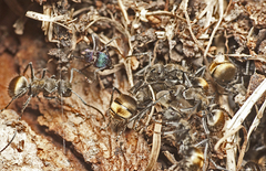 Polyrhachis aurea
