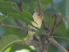 Pachysylvia aurantiifrons