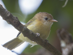 Pachysylvia aurantiifrons