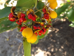 Pittosporum ferrugineum