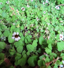 Felicia cymbalariae