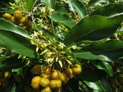 Pittosporum ferrugineum