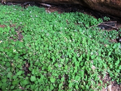 Felicia cymbalariae