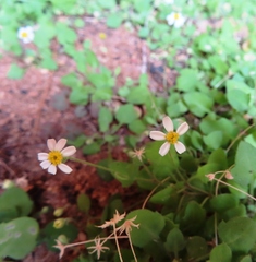 Felicia cymbalariae