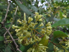 Pittosporum ferrugineum