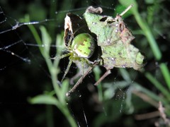 Araneus unanimus