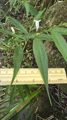Strobilanthes anisophylla, photograph 5