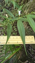 Strobilanthes anisophylla, photograph Petra Holland, CC BY, iNaturalist via GBIF