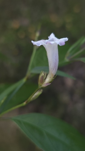 goldfussia (Strobilanthes anisophylla)