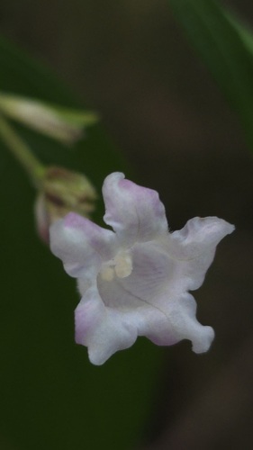 Strobilanthes anisophylla, photograph 6